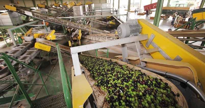En las almazaras de la provincia de Córdoba empieza estos días a fluir el primer aceite de la temporada